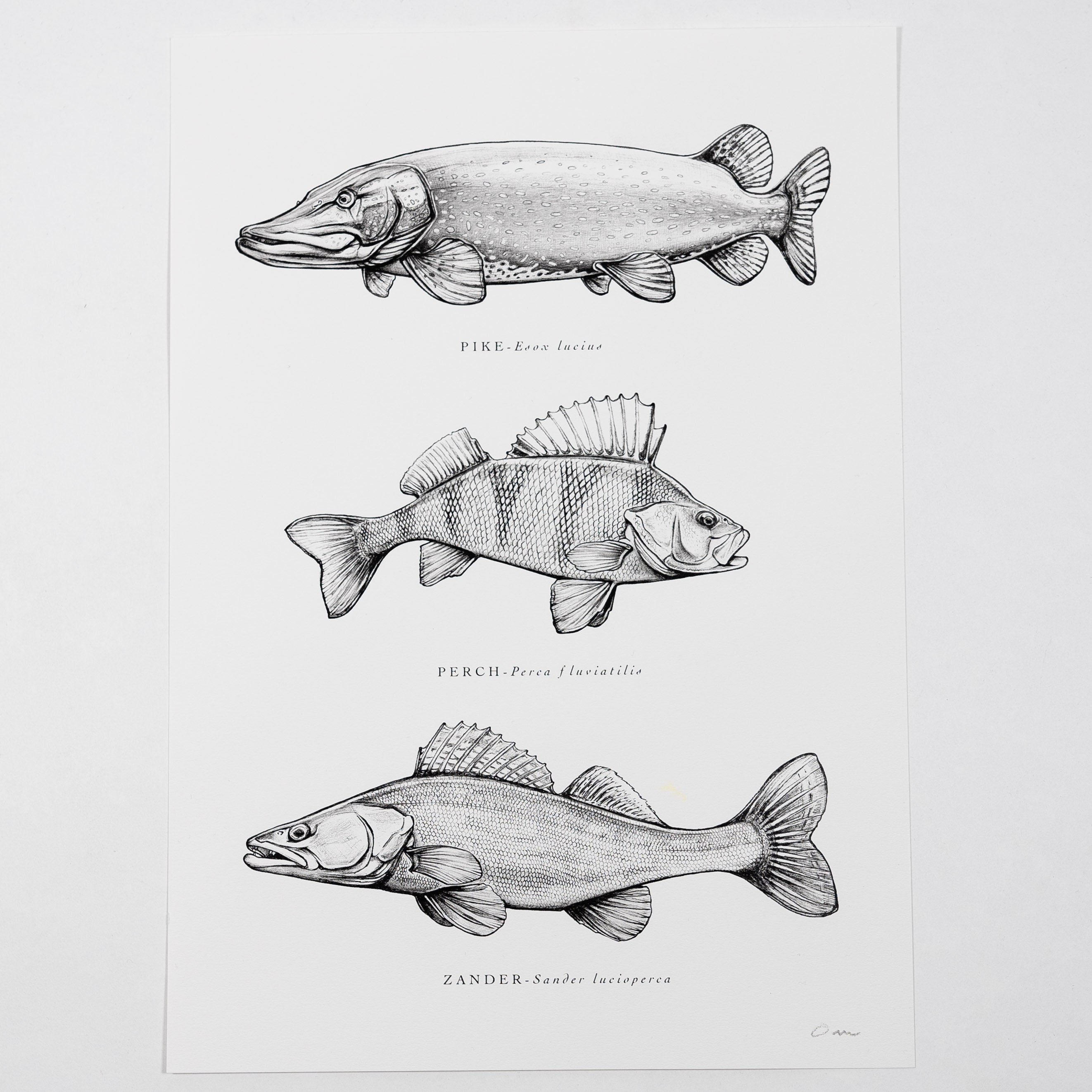 Fish Art Print