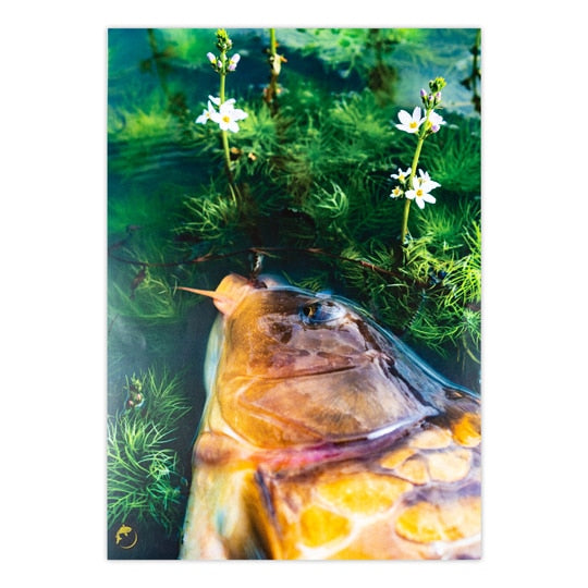 A4 Posters