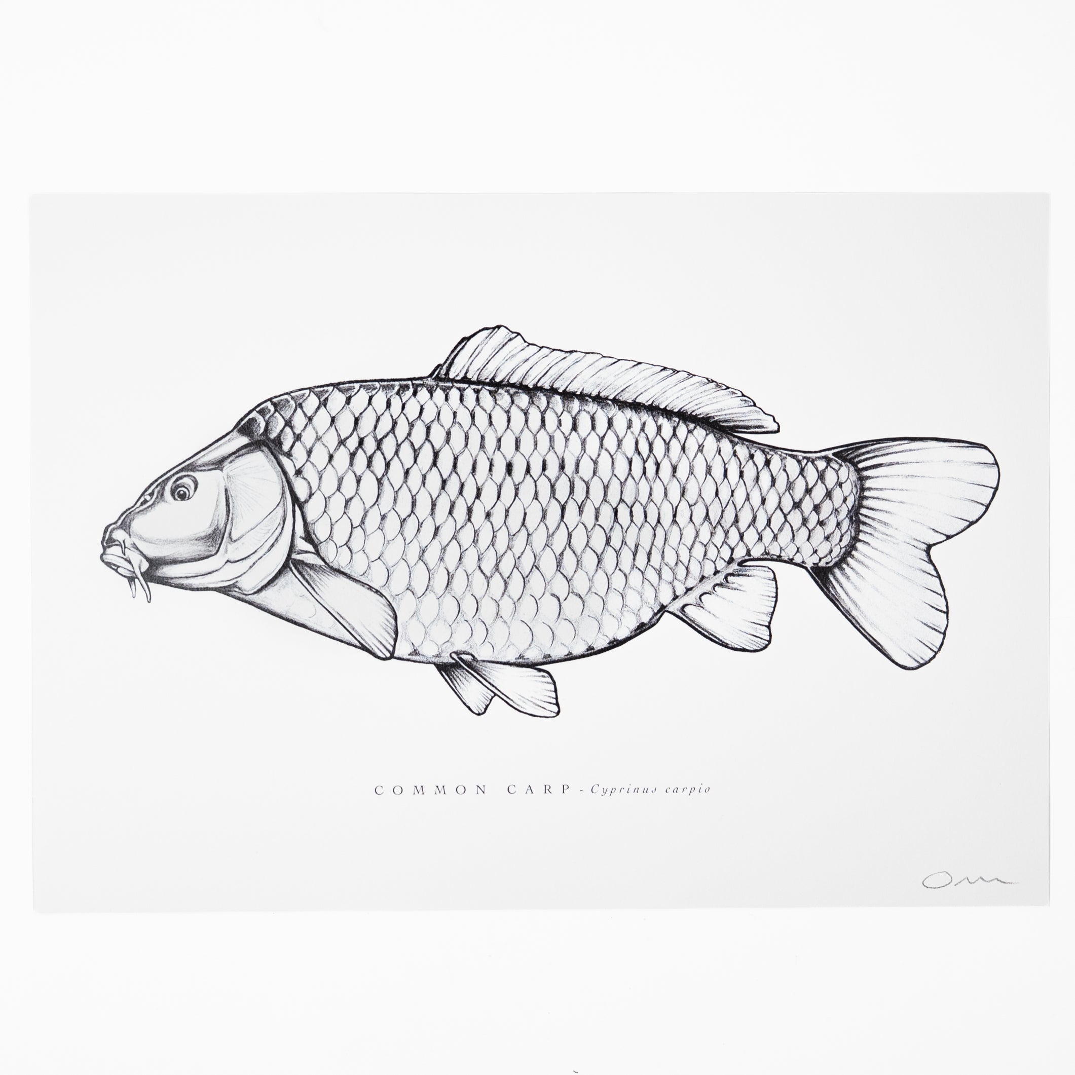 Fish Art Print