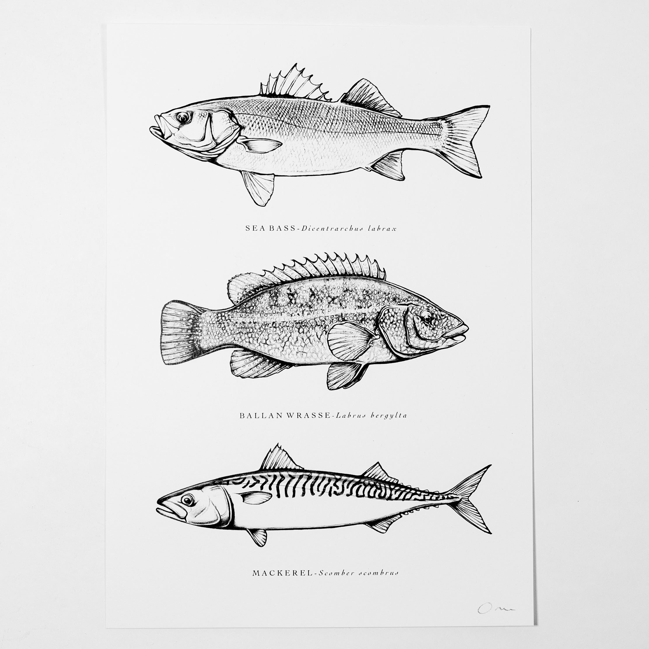 Fish Art Print