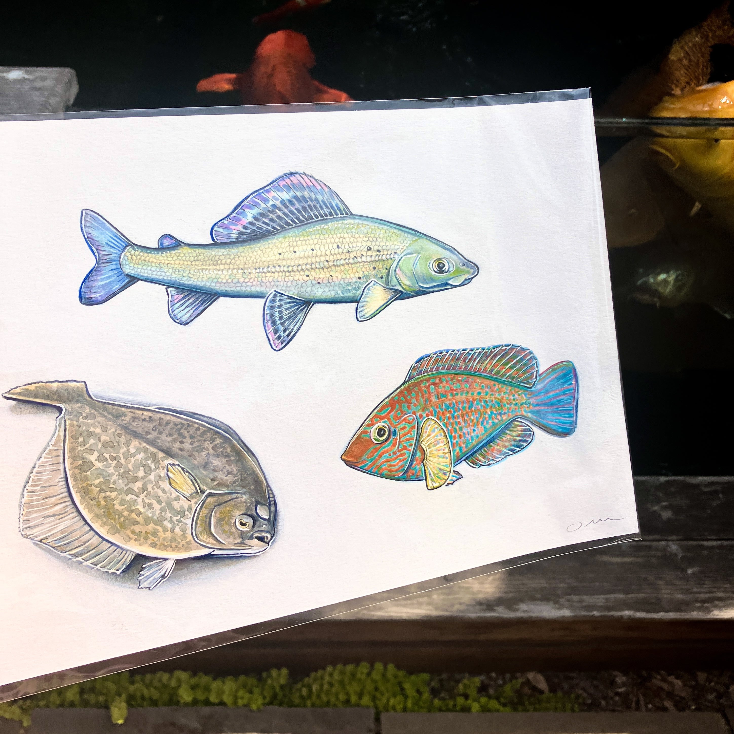 1 of 1 Original Fish Painting By Omi (Grayling Flounder Wrasse)