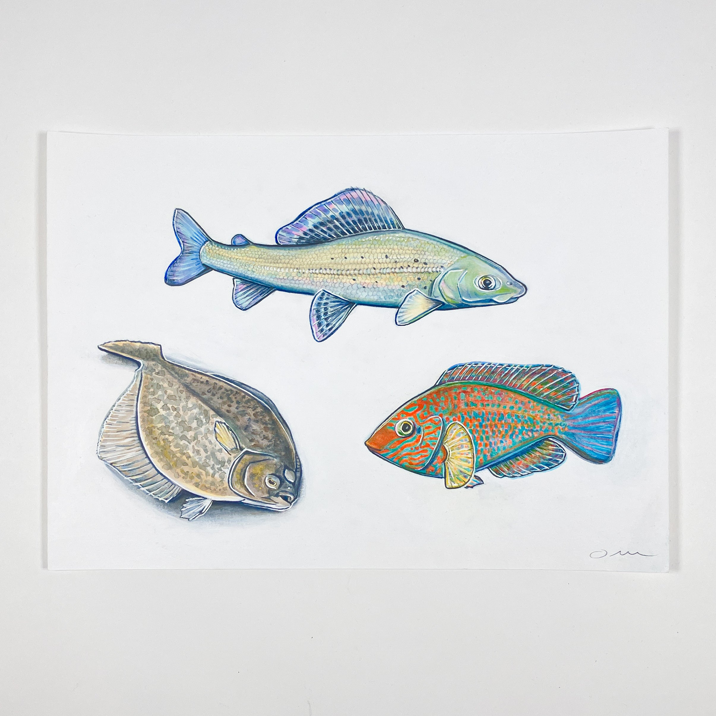 1 of 1 Original Fish Painting By Omi (Grayling Flounder Wrasse)