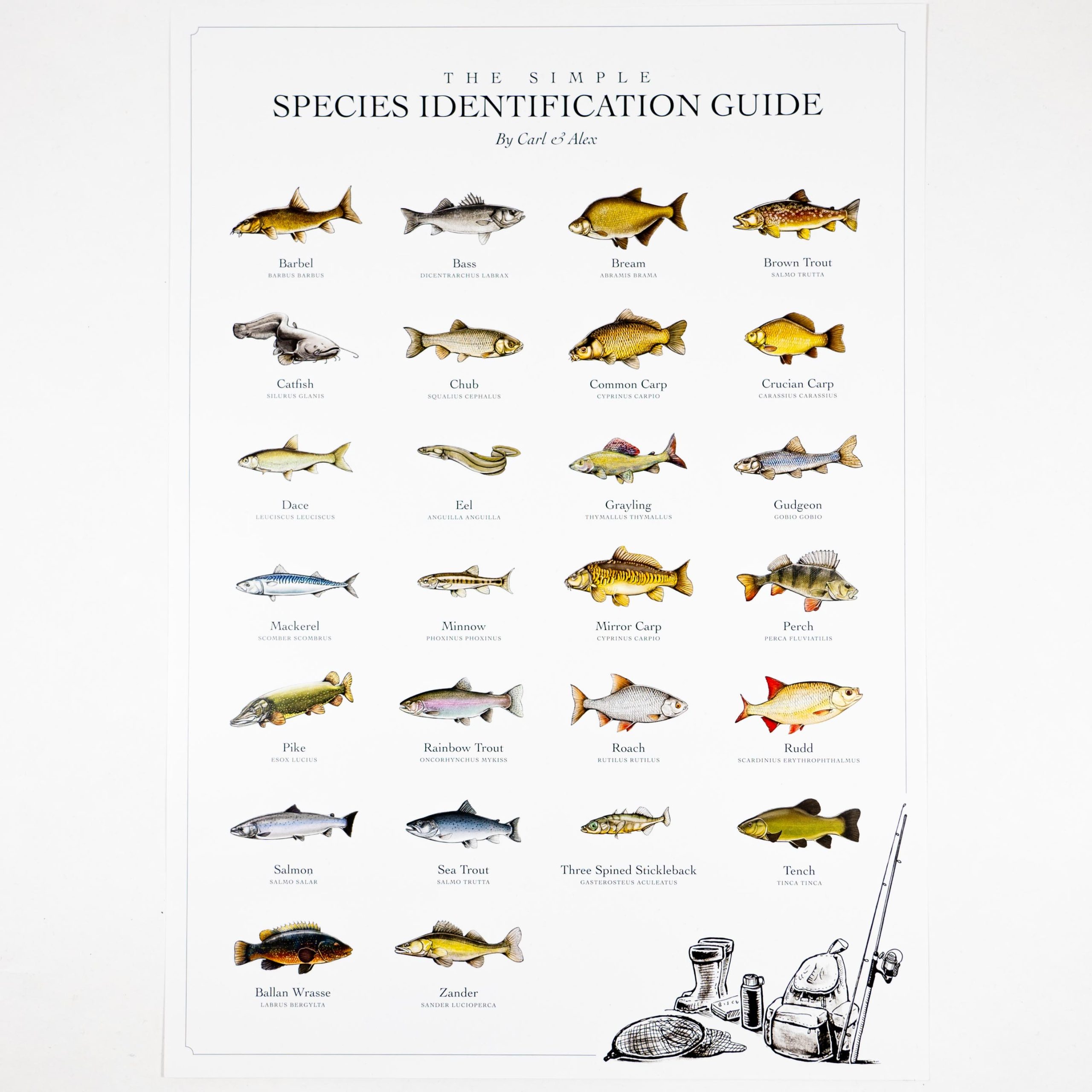 Species Identification Poster