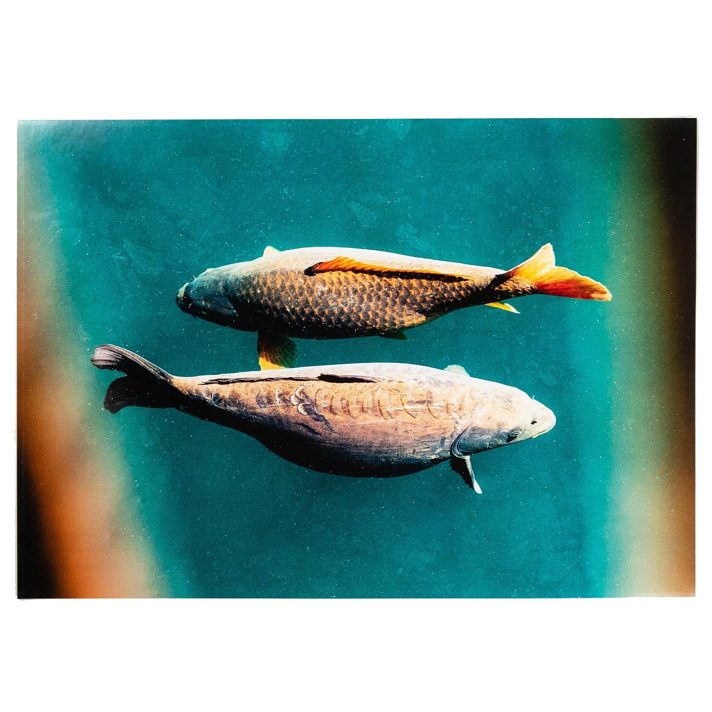 Two Carp Floating